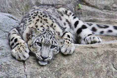 Leopardo das Neves Características e Velocidade.